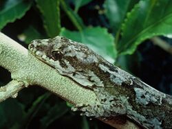 Pacific gecko Hoplodactylus pacificus.jpg