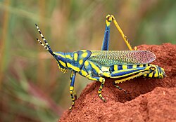 Painted Grasshopper (Poekilocerus pictus) (29465023678).jpg