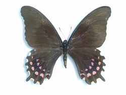 Papilio rogeri pharnaces Doubleday, 1846 Female.JPG