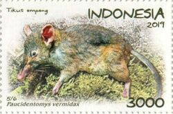 Paucidentomys vermidax 2019 stamp of Indonesia.jpg
