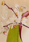 Phalaenopsis × rolfeana (as Phalaenopsis Hebe) Revue Horticole 83 (1911) - cropped.jpg