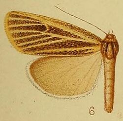 Pl.40-fig.06-Charltona plurivittalis Hampson, 1910.JPG