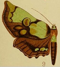 Pl.41-fig.09-Mittonia hampsoni (Distant, 1897) (Macna).JPG