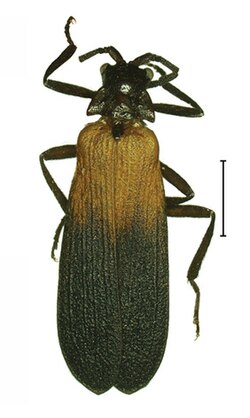 Platerodrilus sinabungensis, adult male 30553-11.jpg