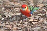 A red parrot with black-and-green wings and tail, blue-edged wings, yellow cheeks, and grey eye-spots