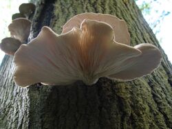 Pleurotus ostreatus JPG7.jpg