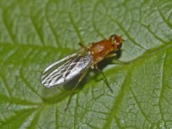 Psilidae - Psila fimetaria.JPG