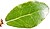 Quercus phillyreoides leaf white background.jpg