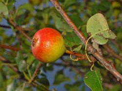 Rosaceae - Pyrus pyraster - Perastro-1.JPG