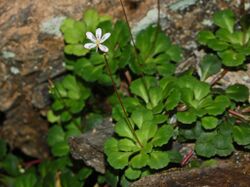 Saxifragaceae - Saxifraga cuneifolia-1.JPG