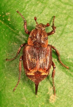 Scarab - Valgus canaliculatus, Mason Neck National Wildlife Refuge, Mason Neck, Virginia.jpg