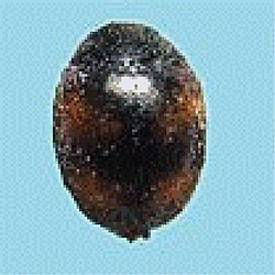 Scymnus (Pullus) latemaculatus (10.3897-zookeys.803.22543) Figure 21.jpg