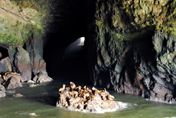 Sea-Lion-Caves.png