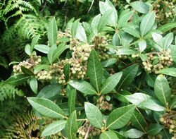 Searsia tomentosa - Real Wild Currant bush - Cape Town.jpg