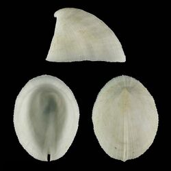 Seashell Emarginula gigantea.jpg