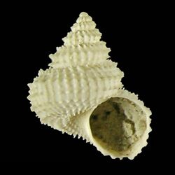 Seashell Spinicalliotropis spinosa.jpg