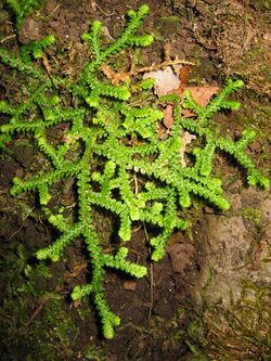 Selaginella denticulata La Palma01.jpg