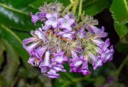 Sessile-leaved Yerba Santa 1.jpg