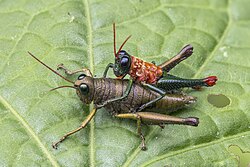 Short-horned grasshoppers (Rhytidochrota risaraldae) mating.jpg
