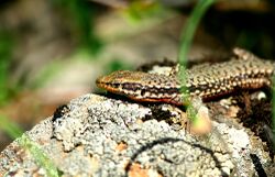 Siamak sabet-Darevskia defilippii (Alborz Lizard) 04.jpg