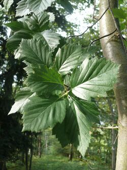 Sorbus subcordata 250814.JPG