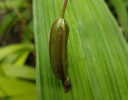 Spathoglottis plicata (Philippine ground orchid) capsule.jpg