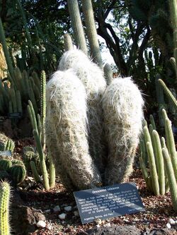 Specimen of Oreocereus celsianus from the Huntington Botanical Gardens.jpg