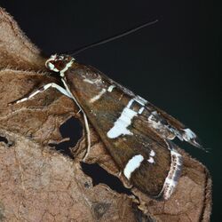 Spoladea recurvalis adult.JPG