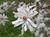 Star Magnolia Magnolia stellata 'Royal Star' Flower High DoF.jpg