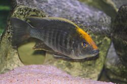 Sulphurhead cichlid.JPG