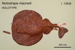 Tetronarce macneilli holotype.jpg