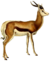The book of antelopes (1894) Antidorcas euchore (white background).png