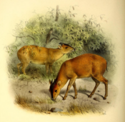The book of antelopes (1894) Cephalophus harveyi.png