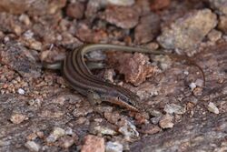 Trachylepis occidentalis (Western three-striped skink) -1602 (26174362715).jpg