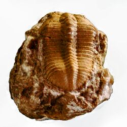 Trilobites - Metacalymene baylei.JPG