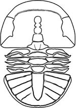 Tsunyidiscus niutitangensis linedrawing.jpg