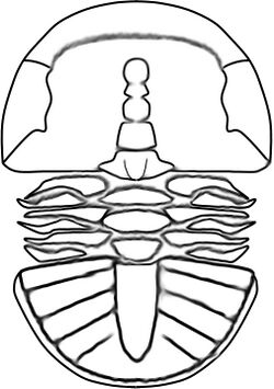 Tsunyidiscus niutitangensis linedrawing.jpg