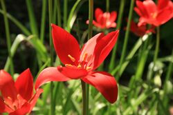 Tulipa-sprengeri-flowers.jpg