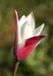 Tulipa Clusiana Peppermintstick.jpg
