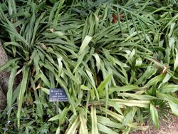 Tupistra chinensis - Kunming Botanical Garden - DSC03064.JPG