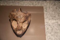Turtle skull fossil.jpg