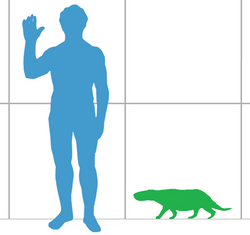 Sketch showing the size of Viatkogorgon compared to a human