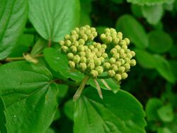 Viburnum ellipticum 07538.JPG