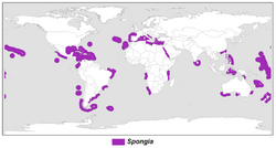 Warm-temperate distribution of the genus Spongia.png