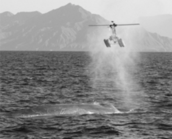 Collecting a sample of blow from a blue whale using a helicopter drone