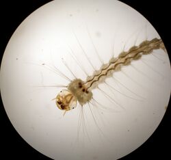 Wyeomyia smithii 1.jpg