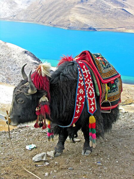 File:Yak in Tibet-2.jpg