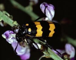 Yellow-banded Blister Beetle (Mylabris phalerata) (7788570794).jpg
