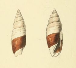 Zoological Illustrations Mitra bicolor.jpg