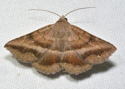 - 8651 – Lesmone detrahens – Detracted Owlet Moth (44022441134).jpg